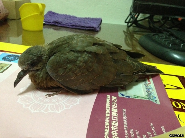 請問關於斑鳩幼鳥