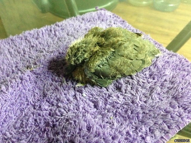 請問關於斑鳩幼鳥