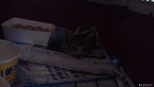 [送養]台北，滿月幼貓