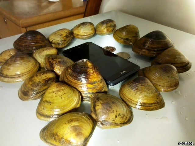 買了很奇怪的貝類，求鑑定
