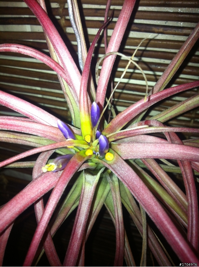 空氣鳳梨終於要開花囉