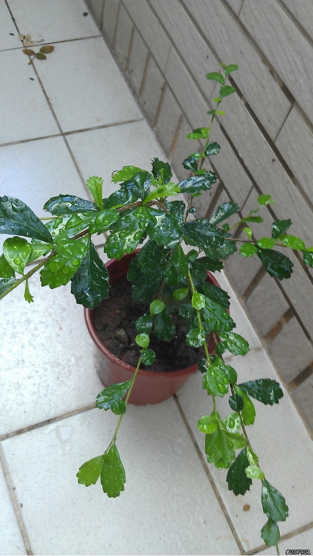 請幫我看看這是什麼植物