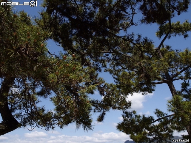 帶著我的E-M5，宮島行