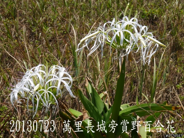 20130723   鼻頭角浮潛