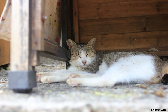 猴桐 . 拍貓 -  Sigma 24mm F1.8 EX DG MACRO