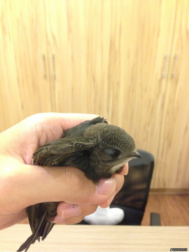 請問這是甚麼種類的鳥? 在公園撿到想送去動物醫院。