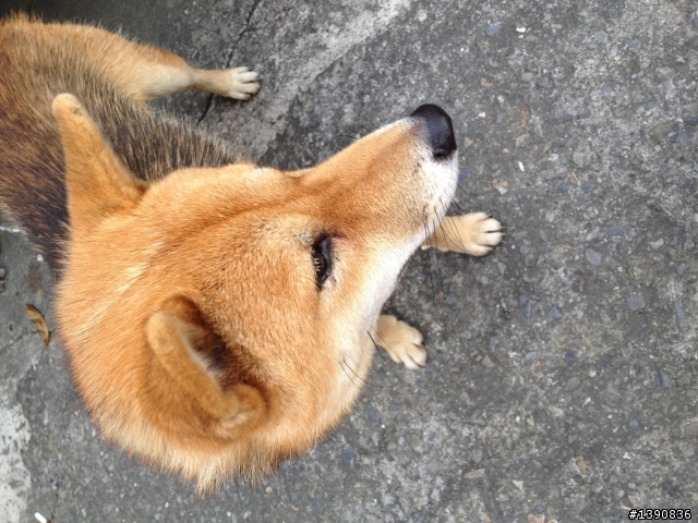 新市（靠近科學園區）發現柴犬（公）