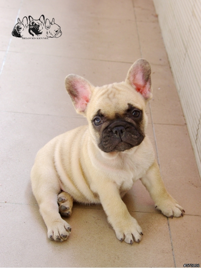 家裡的小法鬥長大了