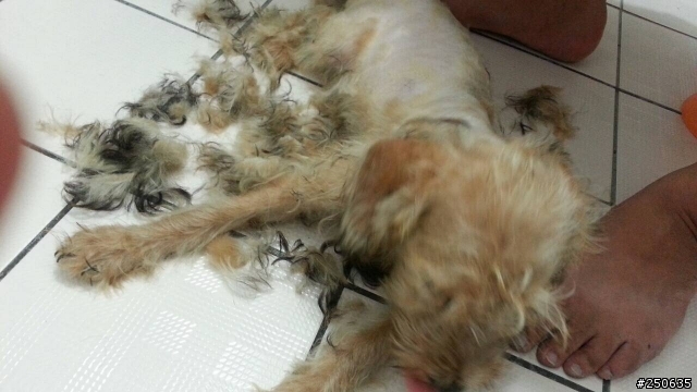 幼犬送養！！！！！！