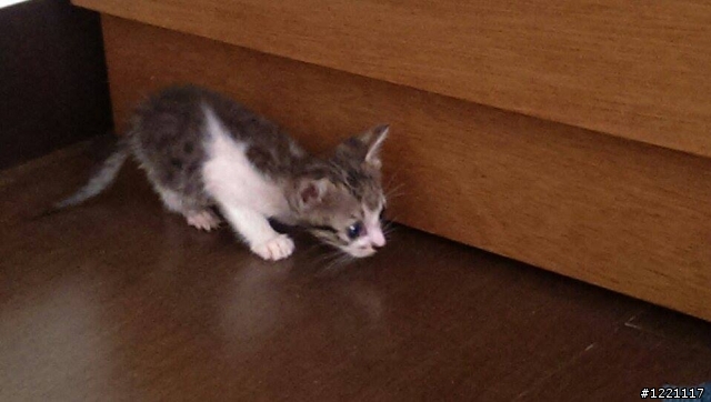 [送養]台北，滿月幼貓