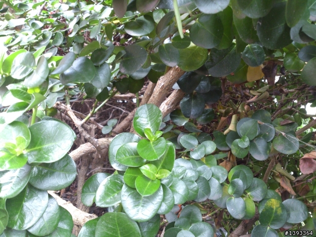 昨日經過一校學門口偶見綠意十足植物.有意要栽植想請問各位前輩這是什麼植物?!