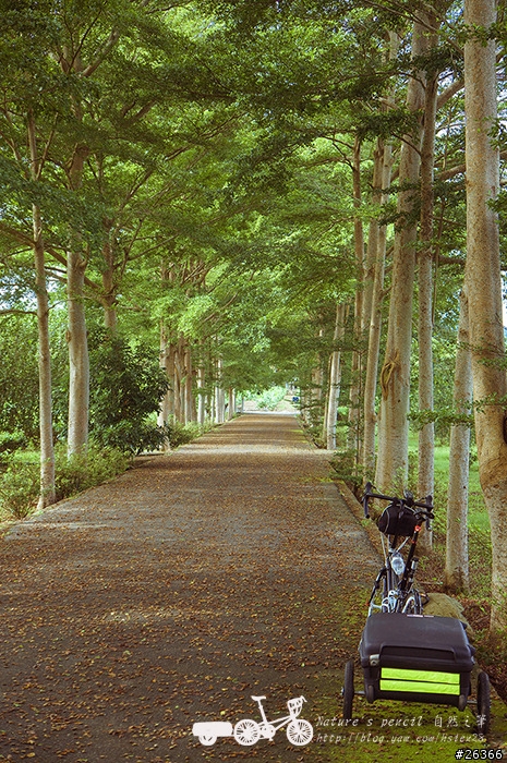 【一個人的旅行】兩鐵台東之旅 bike friday〔伯朗大道、阿智農場、台東熱氣球、鹿野高台、龍田自行車、知本溫泉、卑南豬血湯、徐媽媽蔥油餅〕