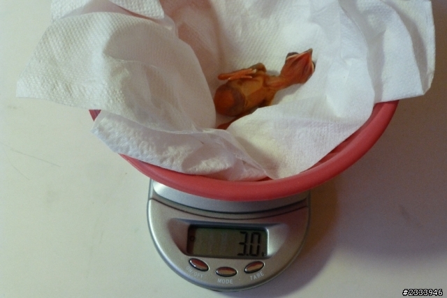何時開始餵食剛孵化的雛鳥---搶救蘇力颱風的遺孤