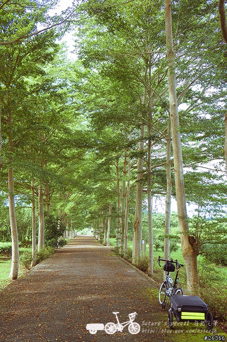 【一個人的旅行】兩鐵台東之旅 bike friday〔伯朗大道、阿智農場、台東熱氣球、鹿野高台、龍田自行車、知本溫泉、卑南豬血湯、徐媽媽蔥油餅〕