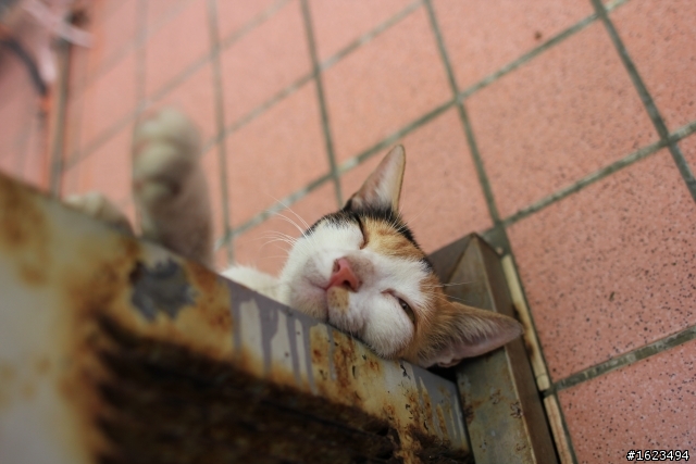 猴桐 . 拍貓 -  Sigma 24mm F1.8 EX DG MACRO