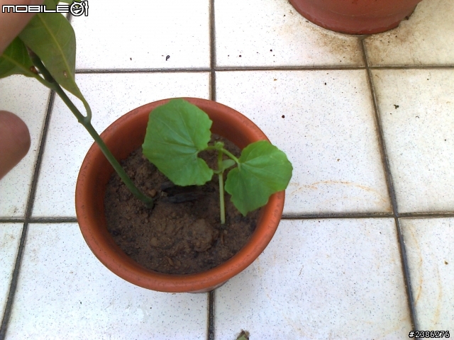 芒果樹旁的植物是?!?!?!
