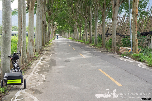 【一個人的旅行】兩鐵台東之旅 bike friday〔伯朗大道、阿智農場、台東熱氣球、鹿野高台、龍田自行車、知本溫泉、卑南豬血湯、徐媽媽蔥油餅〕