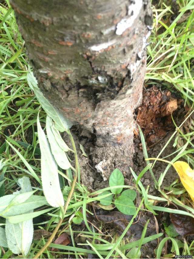 求救植栽專家
