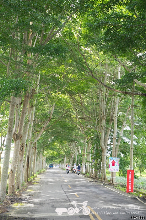 【一個人的旅行】兩鐵台東之旅 bike friday〔伯朗大道、阿智農場、台東熱氣球、鹿野高台、龍田自行車、知本溫泉、卑南豬血湯、徐媽媽蔥油餅〕