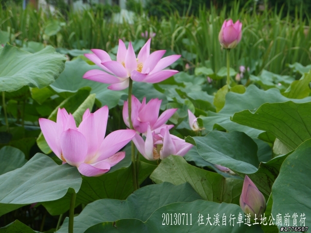 20130711鶯歌大溪三坑石門水庫之旅
