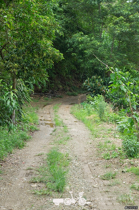 【一個人的旅行】兩鐵台東之旅 bike friday〔伯朗大道、阿智農場、台東熱氣球、鹿野高台、龍田自行車、知本溫泉、卑南豬血湯、徐媽媽蔥油餅〕
