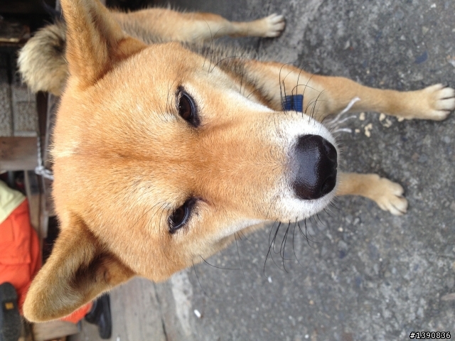 新市（靠近科學園區）發現柴犬（公）