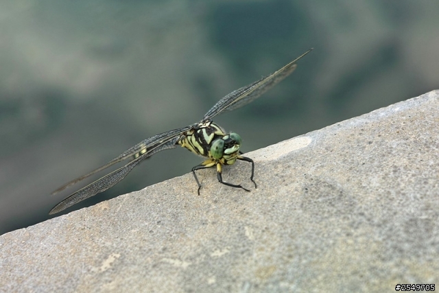 留给马帮二妹的一畒田