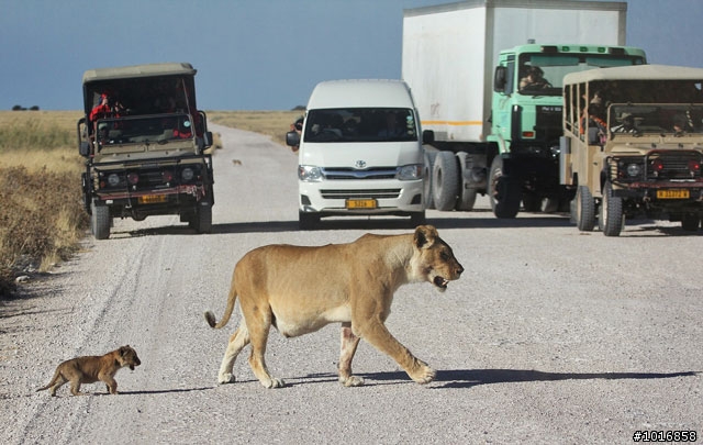 小獅子過馬路