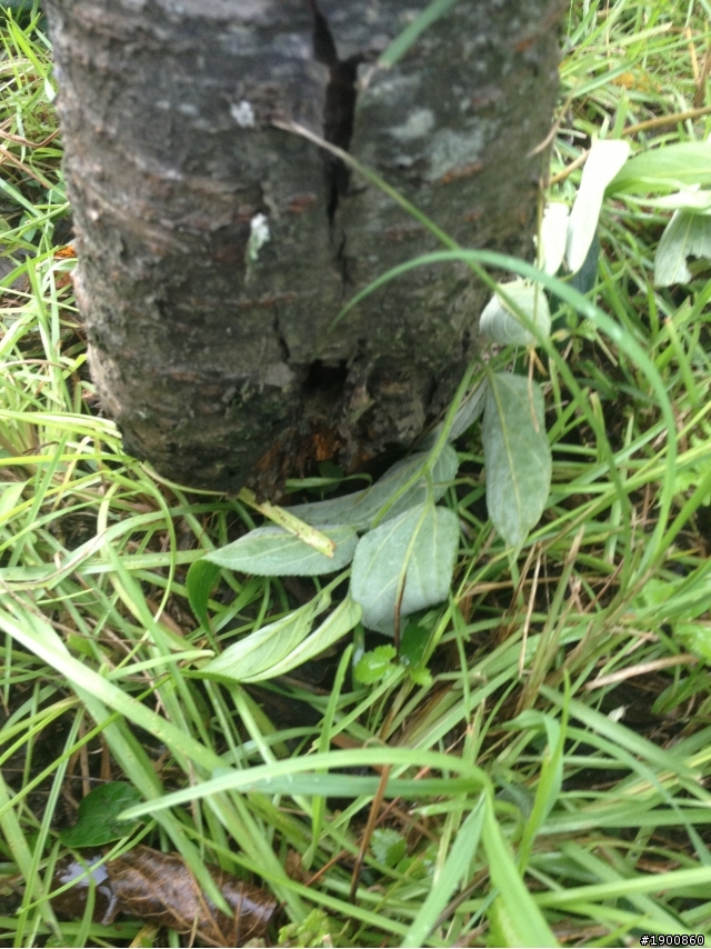 求救植栽專家
