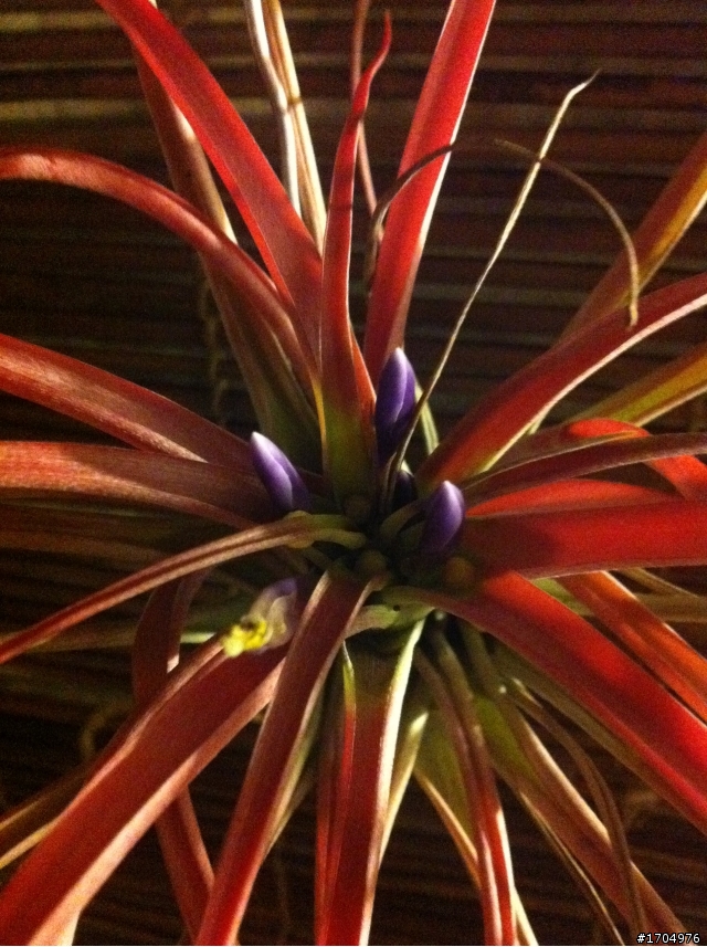 空氣鳳梨終於要開花囉