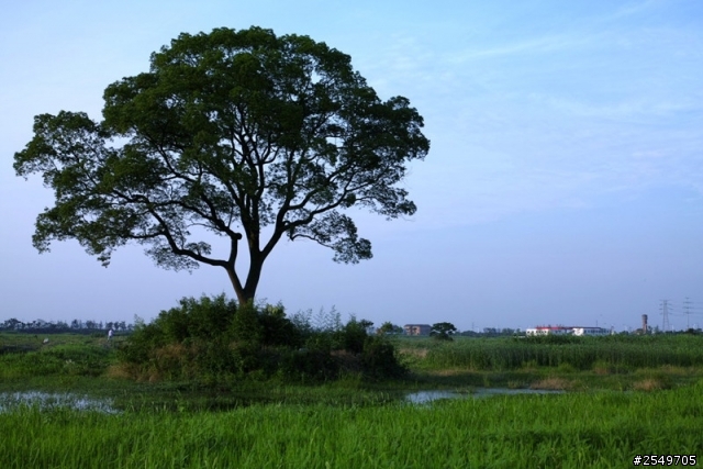 留给马帮二妹的一畒田