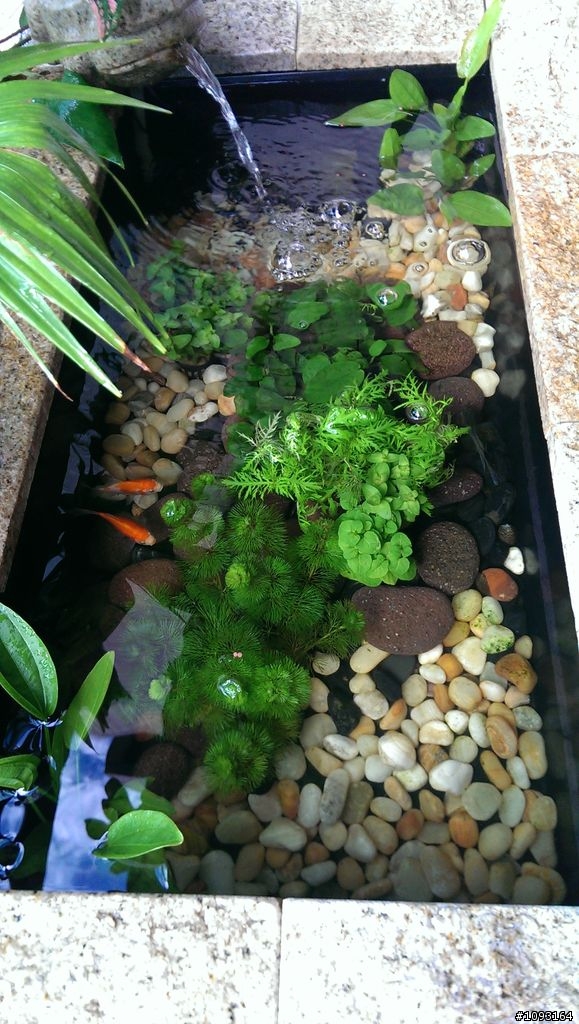 戶外水池青苔不見了..