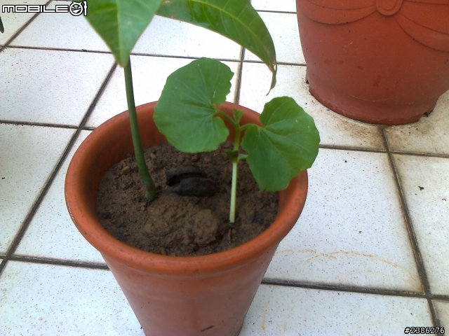 芒果樹旁的植物是?!?!?!