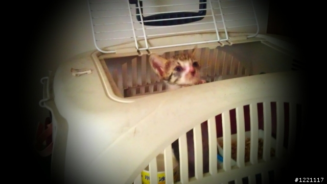 [送養]台北，滿月幼貓