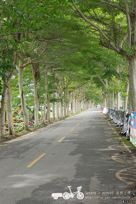 【一個人的旅行】兩鐵台東之旅 bike friday〔伯朗大道、阿智農場、台東熱氣球、鹿野高台、龍田自行車、知本溫泉、卑南豬血湯、徐媽媽蔥油餅〕