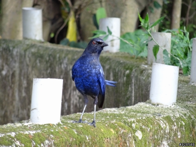 HX50V讓我輕鬆快速捕捉到偶然出現的藍鳥(尚在查詢中...)