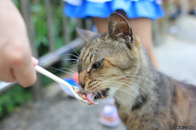 猴桐 . 拍貓 -  Sigma 24mm F1.8 EX DG MACRO