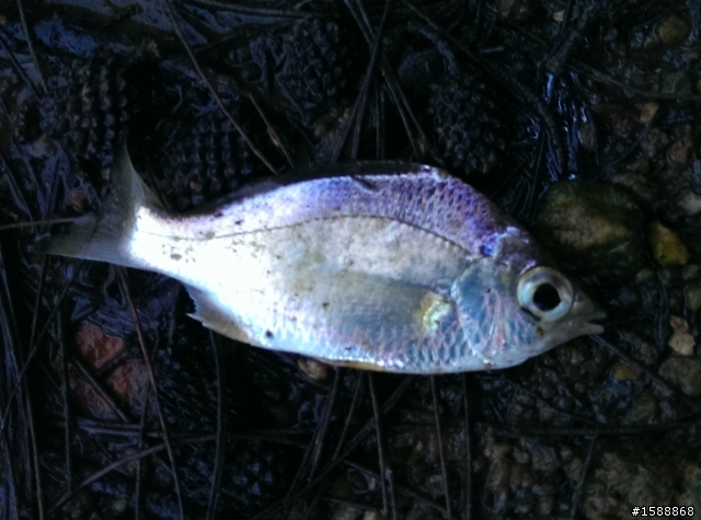 魚類正確名稱