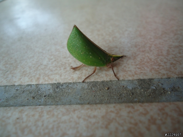 這是什麼蟲呢?