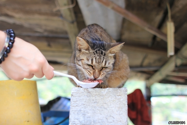 猴桐 . 拍貓 -  Sigma 24mm F1.8 EX DG MACRO