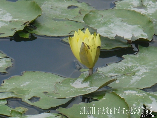 20130711鶯歌大溪三坑石門水庫之旅