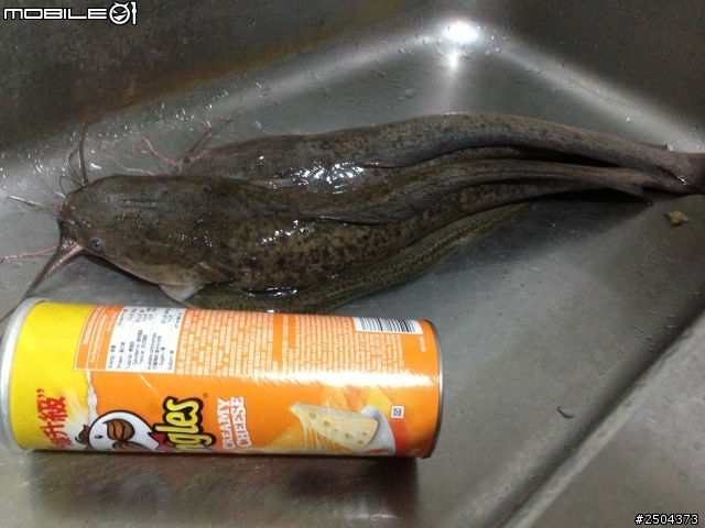 颱風過後的大咬