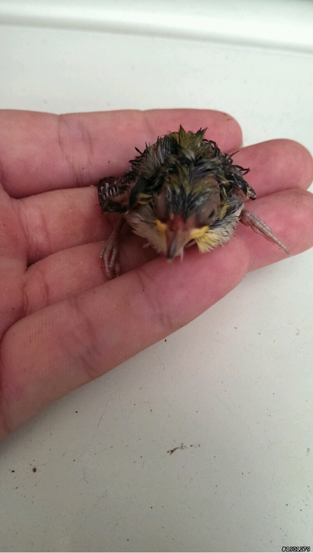 颱風過後發現幼鳥，該如何處置？