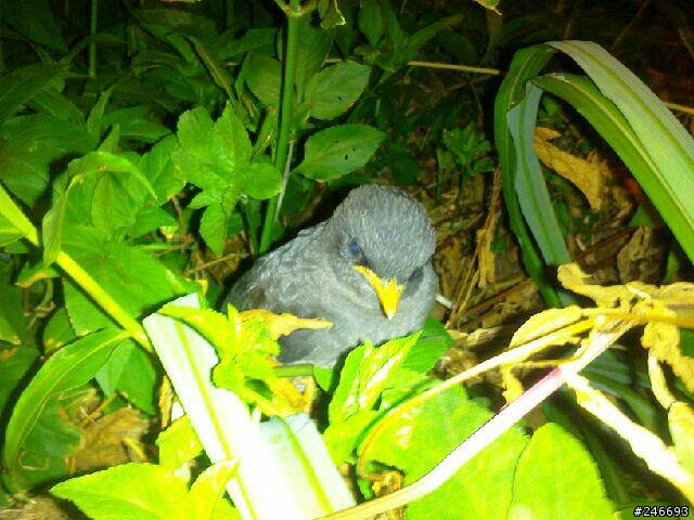 請問這是什麼鳥呢？