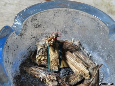 不知名的蟲會吊掛在枝葉上