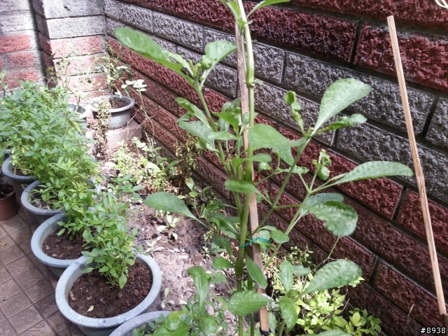 請問這是甚麼植物?