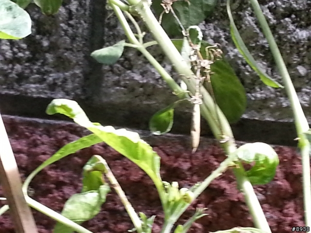 請問這是甚麼植物?