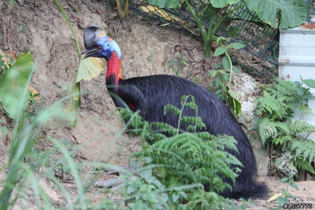 新埔鎮 森林鳥花園 賞鳥趣