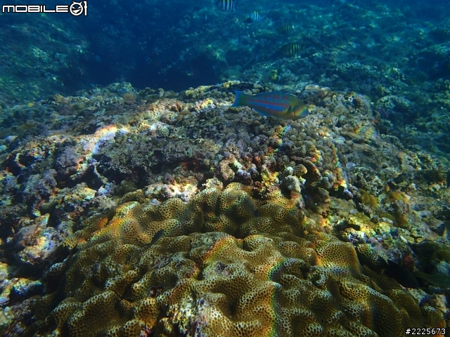 第一次下水就"落漆"的Olympus TG2 (圖多)