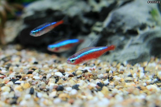 [請益] 燈科魚身上淤血？？